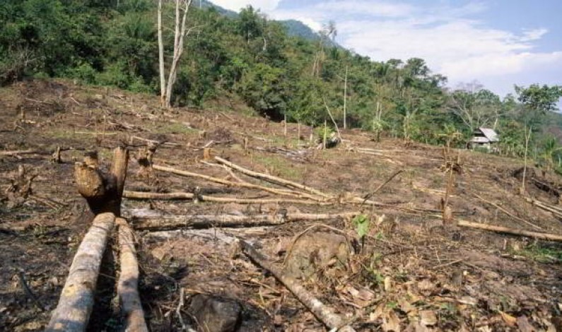 Deforestation in the Amazon: Pressures and outlook Deforestation in the Amazon: Pressures and outlook